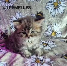 SCOTTISH FOLD X HIGHLAND LYNX - Photo 4