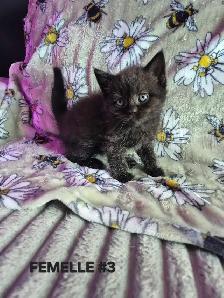 SCOTTISH FOLD X HIGHLAND LYNX - Photo 5