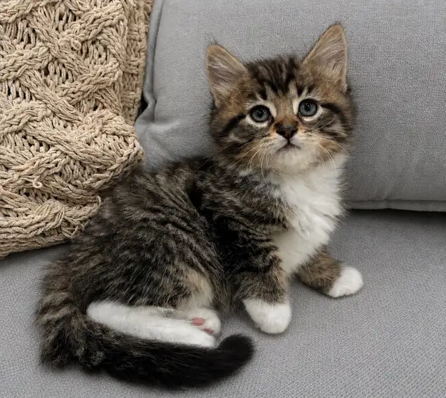 Chaton Sibérien Hypoallergenique