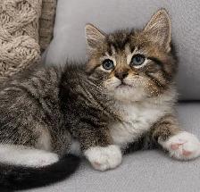 Chaton Sibérien Hypoallergenique - Photo 4