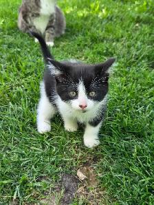 Free Kittens - Photo 4