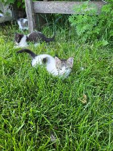 Free Kittens - Photo 6
