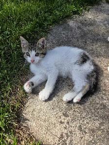 Free Kittens - Photo 8