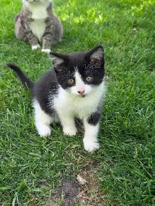 Free Kittens - Photo 2