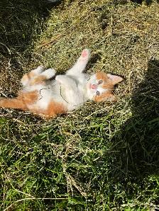 Free Kittens - Photo 4