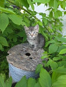 Free Kittens - Photo 6