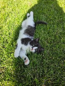 Free Kittens - Photo 8