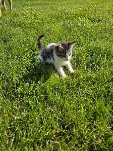 Free Kittens - Photo 9