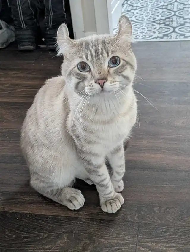 mâle reproducteur Highland lynx