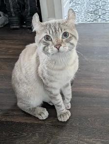 mâle reproducteur Highland lynx