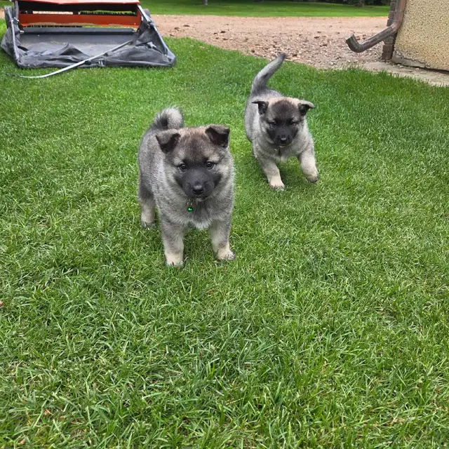 Norwegian elkhound puppies