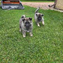 Norwegian elkhound puppies