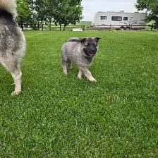 Norwegian elkhound puppies - Photo 2