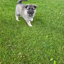 Norwegian elkhound puppies - Photo 3