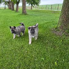 Norwegian elkhound puppies - Photo 4