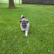 Norwegian elkhound puppies - Photo 5
