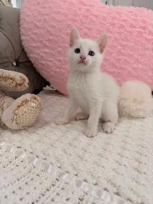 ⭐️❤️Siamese Kitten ❤️⭐️(647) 362-8118 - Photo 3