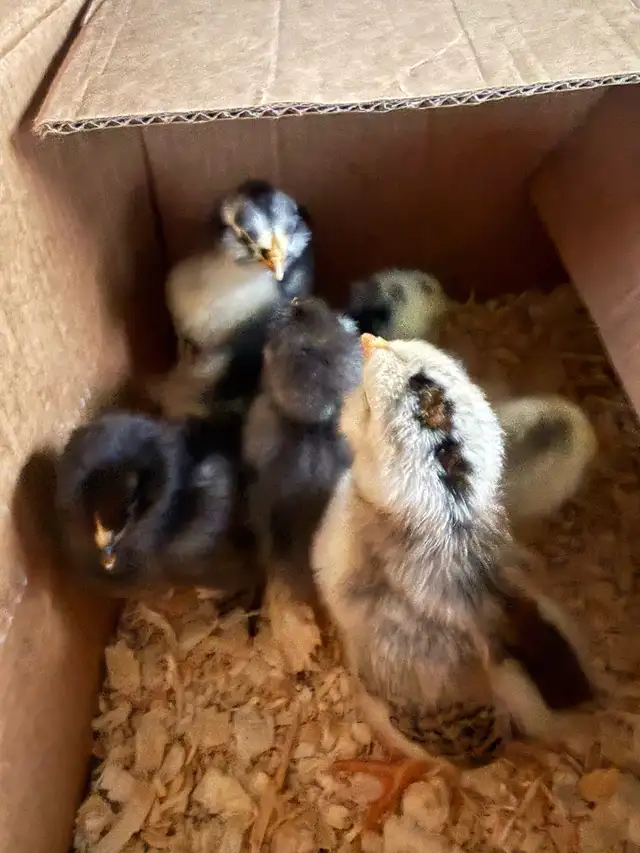 Adorable Chicks