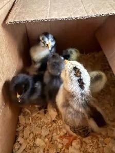 Adorable Chicks