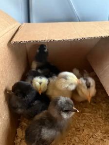 Adorable Chicks - Photo 2