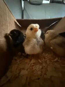 Adorable Chicks - Photo 3