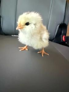 Adorable Chicks - Photo 4