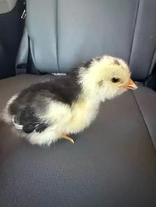 Adorable Chicks - Photo 5