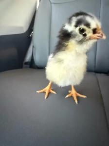 Adorable Chicks - Photo 6