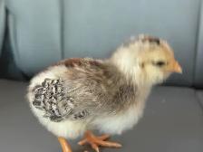 Adorable Chicks - Photo 7