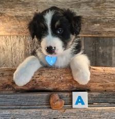 Chiots croisés Bouvier/Husky X Border Colley / Berger Australien
