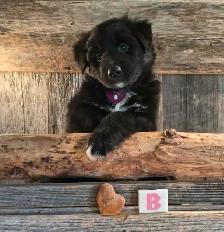 Chiots croisés Bouvier/Husky X Border Colley / Berger Australien - Photo 2