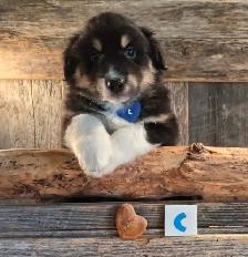 Chiots croisés Bouvier/Husky X Border Colley / Berger Australien - Photo 3