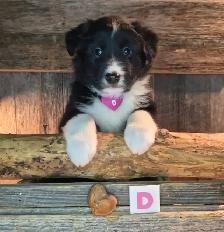 Chiots croisés Bouvier/Husky X Border Colley / Berger Australien - Photo 4