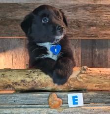 Chiots croisés Bouvier/Husky X Border Colley / Berger Australien - Photo 5