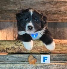 Chiots croisés Bouvier/Husky X Border Colley / Berger Australien - Photo 6
