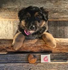 Chiots croisés Bouvier/Husky X Border Colley / Berger Australien - Photo 7
