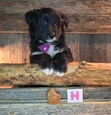 Chiots croisés Bouvier/Husky X Border Colley / Berger Australien - Photo 8