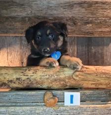 Chiots croisés Bouvier/Husky X Border Colley / Berger Australien - Photo 9
