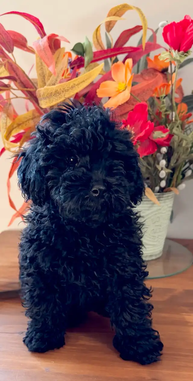 Miniature Poodle
