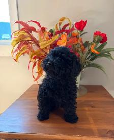 Miniature Poodle - Photo 2