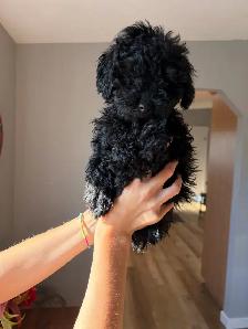 Miniature Poodle - Photo 3
