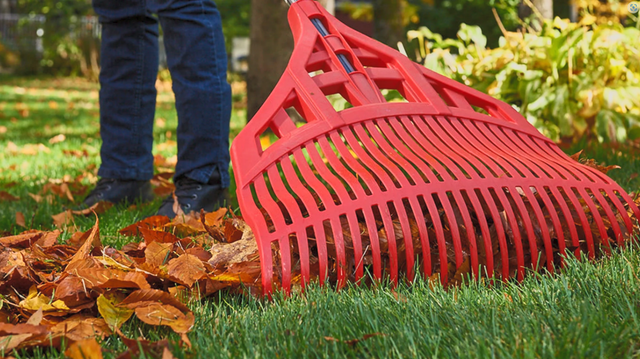 Lawn raking
