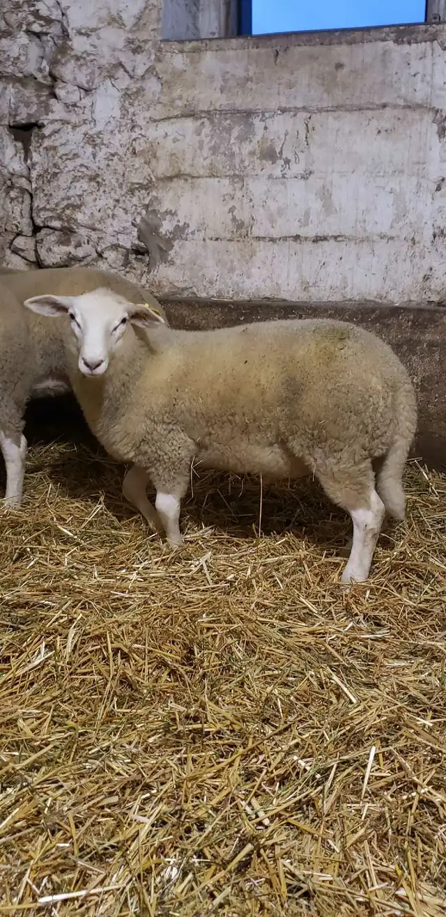 lamb for sale