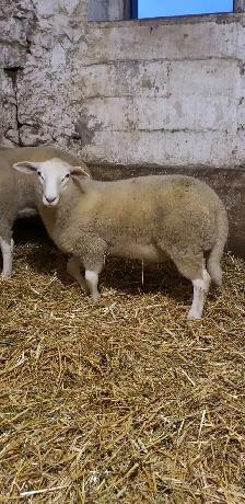 lamb for sale