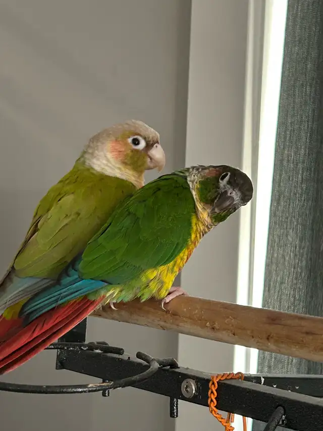 2 conure