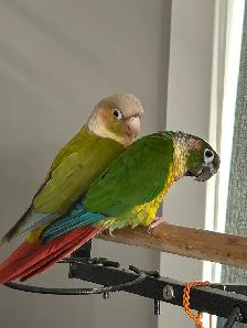 2 conure - Photo 2