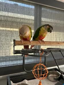 2 conure - Photo 3