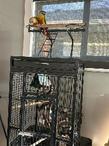 2 conure - Photo 4
