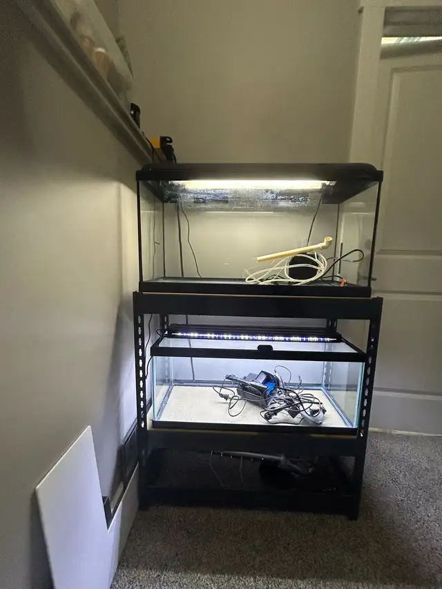 2 20 gallon long aquarium