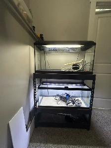 2 20 gallon long aquarium